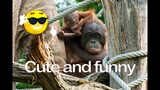Cute and funny animals.Sweet family of orangutans.