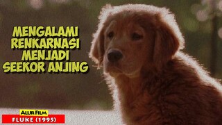 Kisah Seorang Pria Yang Renkarnasi Menjadi Seekor Anjing... | Alur Cerita Film FLUKE (1995)