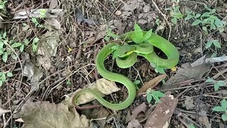 Ular hijau ekor merah ( Trimeresurus insularis )