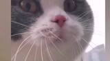 [Satwa] [Cat Person] Kucing bisa bahasa Inggris, aku tidak. Aku kalah.