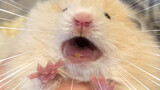 [Syrian Hamster] I Knew Something's Up When He Opened His Mouth