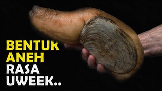 INILAH JENIS HEWAN AIR DENGAN BENTUK NYELENEH TAPI ENAK DI LIDAH