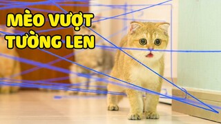 Mèo vượt tường tàng hình làm từ sợi len | The Happy Pets #52