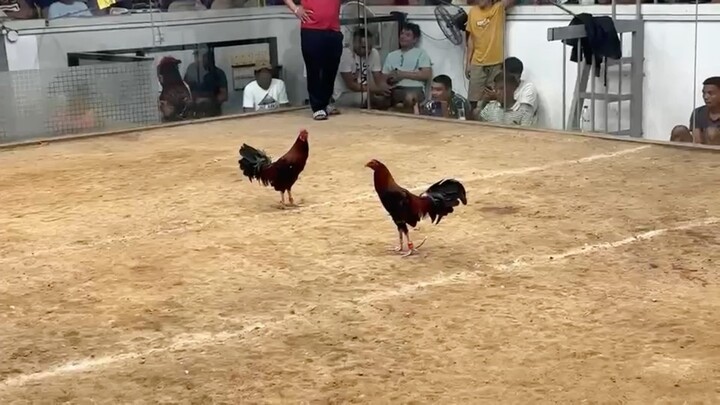 Our very own kelsoxraptor. Magaling din kalaban.