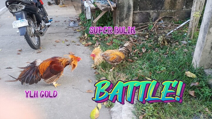 Yellow Legged Hatch Gold VS Super Bulik Stag   SPAR!       JRP GAMEYARD