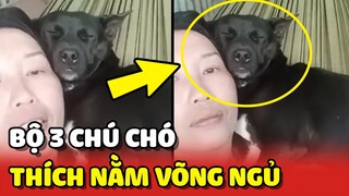 Bộ 3 chú chó thích NẰM VÕNG NGỦ, để mặc Sen CANH NHÀ 😂 | Yêu Lu