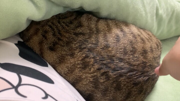 Kucing yang menjengkelkan! Mengapa selimut ini sangat gatal?