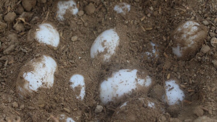 Pick up crocodile eggs at the crocodile farm