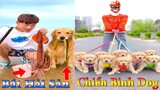 Thú Cưng TV | Dương KC Pets | Gia Đình Gâu Đần #21 | Chó Golden thông minh vui nhộn funny cute dog