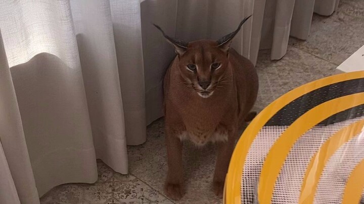 Caracal’s unique way of saying hello