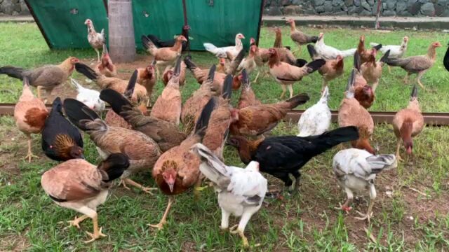 Rav bataan gamefarm pullets