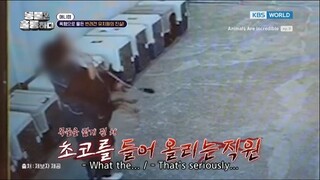 Animals Are Incredible Ep. 9
