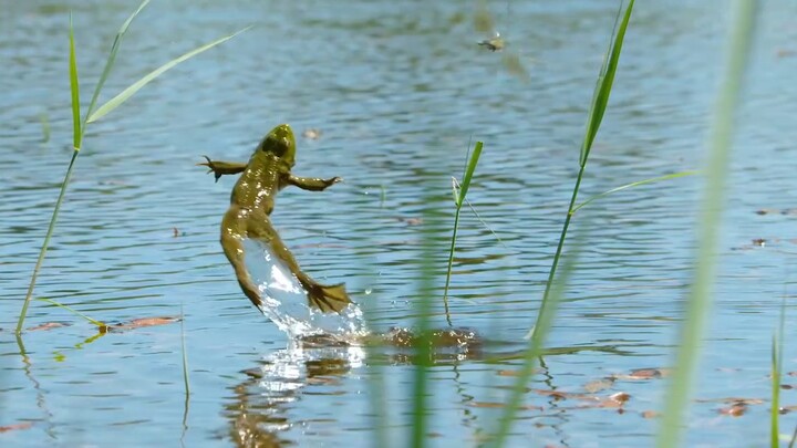 The lobe-finned fish wanted to climb onto land and become the overlord, but was unexpectedly eaten b