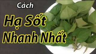 Cách hạ sốt nhanh nhất cho cả người lớn và trẻ em nhờ 1 nắm rau diếp cá ( mẹo chữa bệnh )