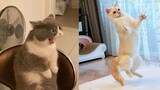KUCING LUCU Tik Tok 2021 Lucu Banget Bikin Ngakak | Funny Cat Videos