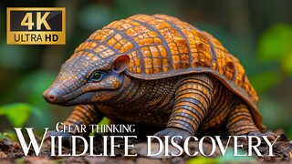 Pantanal_ Brazil_s Wild Heart 4k National Geographic Documentary On Animal's