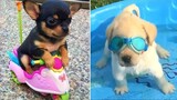 Baby Dogs 🔴 การรวบรวมวิดีโอสุนัขน่ารักและตลก 3 วิดีโอลูกสุนัขตลก 2021