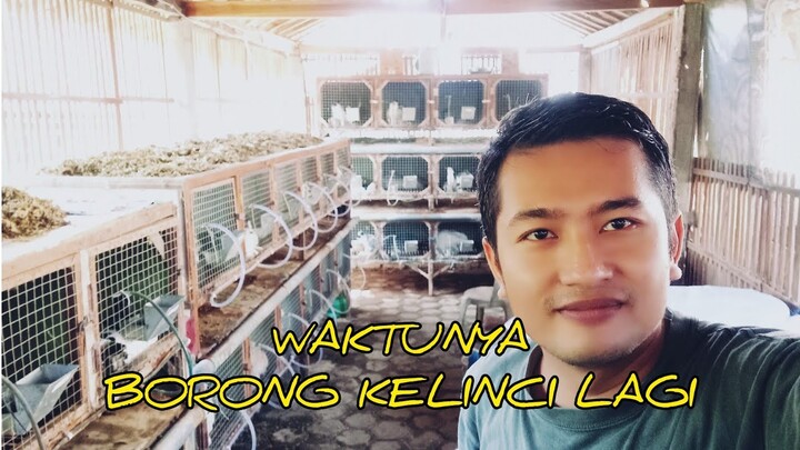 Harga kelinci turun = Waktu yang tepat untuk nambah indukan‼️