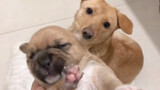 Playing with baby dog in front of its mom