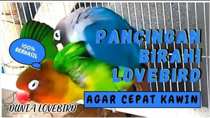 DUNIA LOVEBIRD