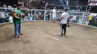 PAGSALABOK FIESTA 4 COCK/COMBO DERBY - Third fight win using straight Boston Roundhead bullstag.