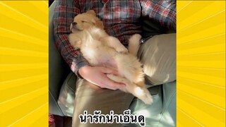 สัตว์เลี้ยงเพื่อนขนปุย : น่ารักน่าเอ็นดู