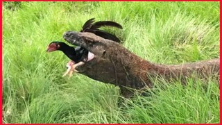 Komodo Catch A Chicken And Then Eat it.