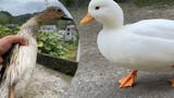 [Vlog][Animals]Happy daily life of a Call duck