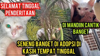 ANAK KUCING MATANYA RUSAK SUDAH BAHAGIA DI BASECAMP CATS LOVERS..!