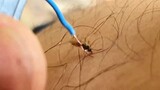 [Hewan]Menyetrum nyamuk menggunakan alat setrum