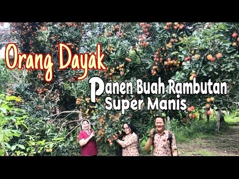 Buah Koyakan Super Manis | Orang Dayak Panen Buah | Buah Rambutan | Cerita Orang Dayak