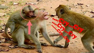 Broken Heart... Monkey Cry...​Cry...,​ Little Baby​ Terrified​ Beating To Big Monkey Cry Very Hurt​