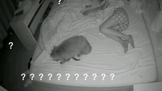 [Animals]What did my cats do after we fell asleep