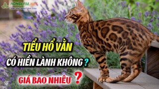 Tiểu Hổ Này Nhìn Giống Mèo Rừng Liệu Có Hung Dữ | Mèo Bengal Giá Bán Bao Nhiều ?