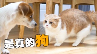 猫狗大战：事实证明，太狗了会被打！