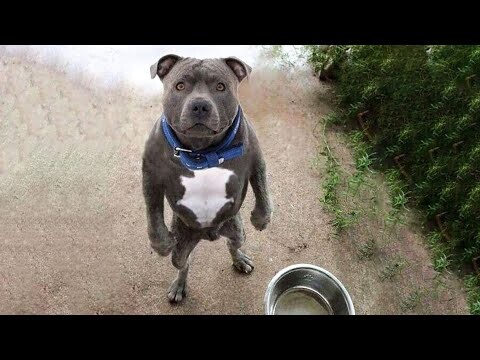 Funniest Animals π§ - Best Of The 2020 Funny Animal Videos π - Cutest Animals Ever - Bilibili Funniest Animals π§ - Best Of The 2020 Funny Animal Videos π - Cutest Animals Ever - Bilibili