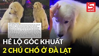 Khách du lịch hé lộ góc khuất của 2 chú chó nổi tiếng: Làm việc "xuyên Tết", bị đánh như cơm bữa?