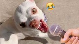 OMG! These Funny Dogs Can Sing And Talk| Pets Island