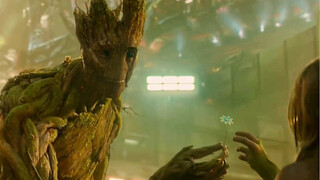 Groot dewasa yang menggemaskan dan galak juga merupakan manusia pohon yang peduli!