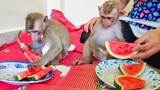 Little adorable Toto and Yaya are peacefully & enjoys eat watermelon together now