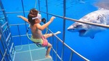 Try Not To Laugh : Baby Reactions At The Aquarium - Baby Shark Doo Doo Doo