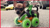 Tiniest Puppy Loves To Race Around On His Wheels.