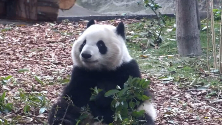Panda Chenglang yang super imut