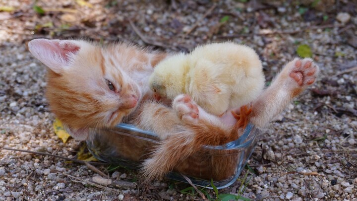 Video of a cute kitten sleeping with little chick