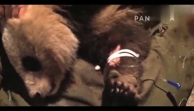 野生大熊猫北川，生病被村民发现救助，病好后在基地生活。