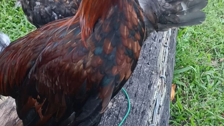 my hennie breed
