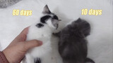 Động vật|Mèo con mập 10 ngày tuổi