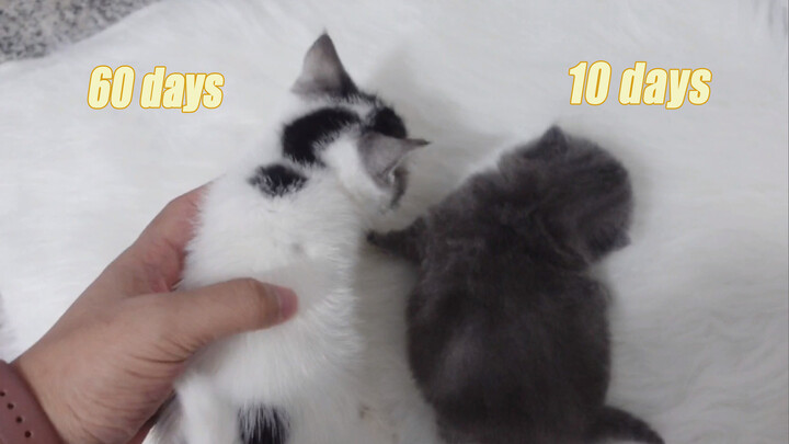 Binatang|Anak Kucing Gemuk yang Berusia 10 Hari