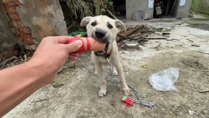 [Dog] Rescuing and feeding food to a chained dog