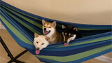 Everyone must have a hammock!